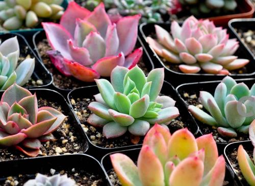 ÖÐ×鲿²¦1.97ÒÚÔªÓÃÓÚοÎÊÀ§Äѵ³Ô±Àϵ³Ô±Àϸɲ¿