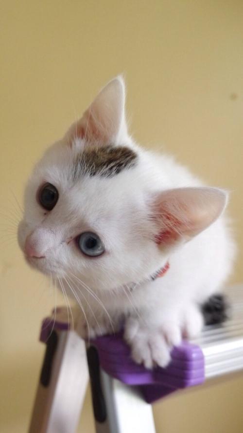 ¹ùÖù¹úÈÎÑÓ°²ÊÐÕþ¸®µ³×éÊé¼Ç